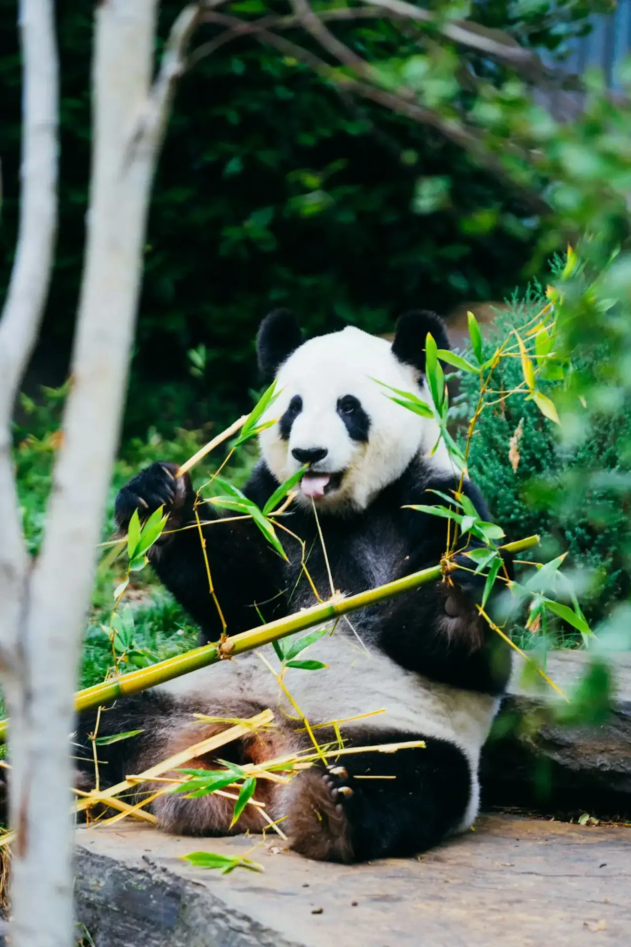 Giant panda eating bamboo in its natural habitat at Dujiangyan