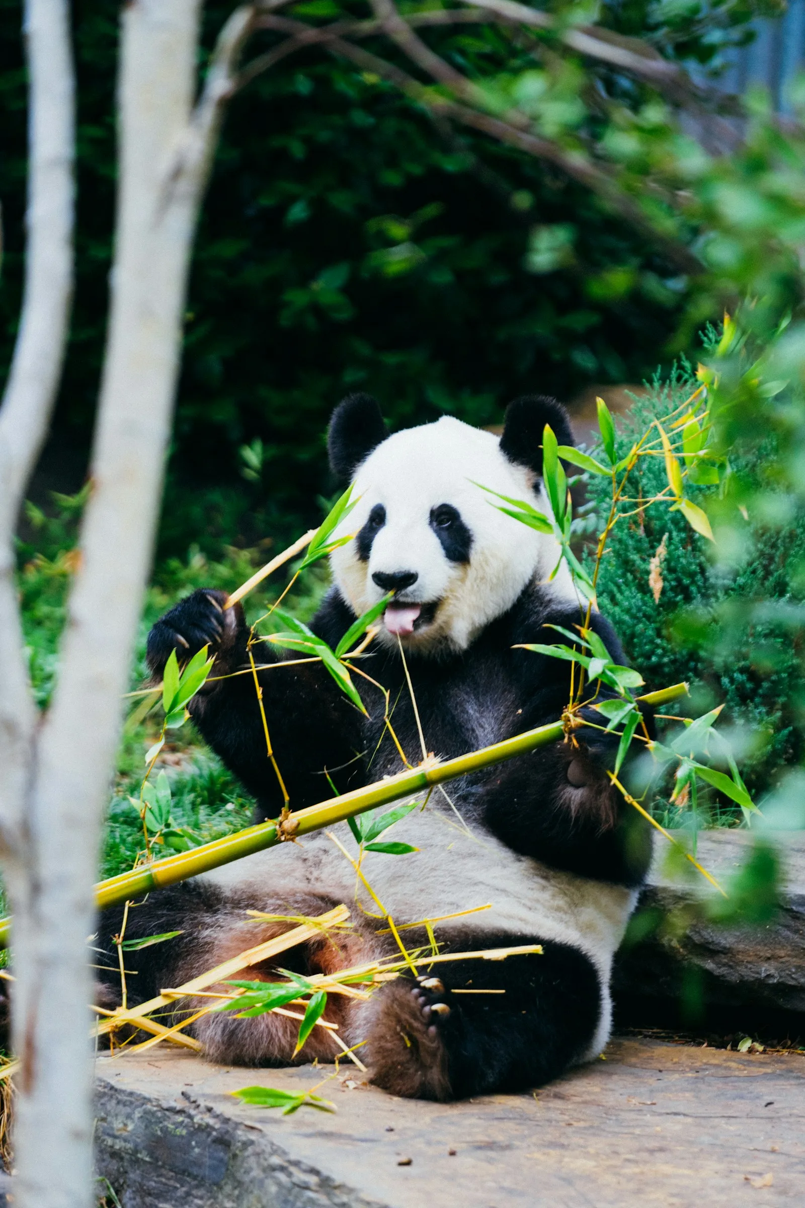 Giant panda eating bamboo in its natural habitat at Dujiangyan