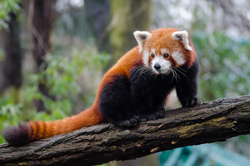 Dujiangyan Panda Valley (熊猫谷) giant panda